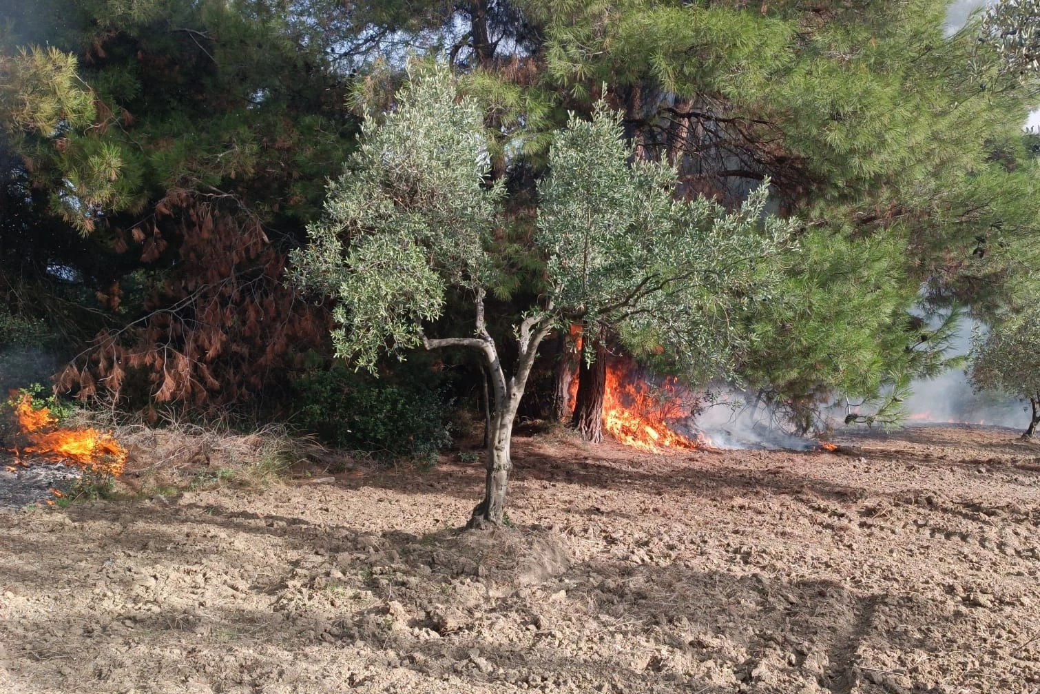 Mudanya Çağrışan