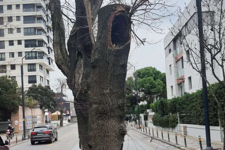 Kadıköy’de hasta ağaçların yerine yenileri dikilecek