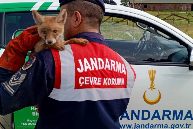 Jandarma, ailesinden ayrı yavru tilkiyi  doğaya kavuşturdu