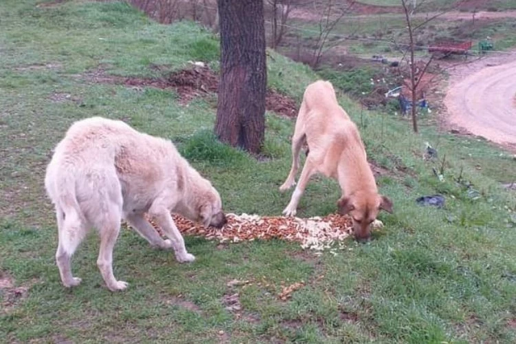 Yenişehir’de can dostlar için projeler ortak akıl ile devrede