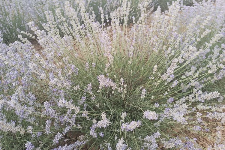 Yenimuhacır lavanta bahçesi ile tanıştı