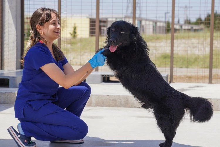 İzmir’deki barınaklardan 500 köpek sahiplendirildi