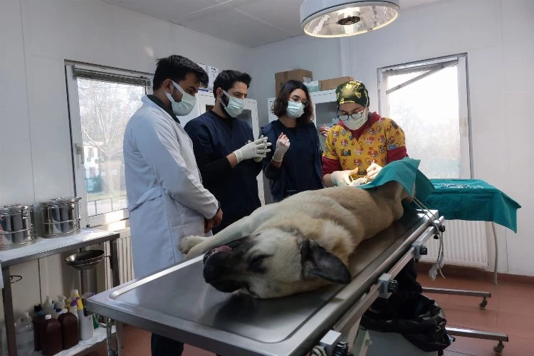 Osmangazi’den hem toplumu hem de hayvanları koruyan çalışma