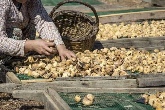 Kuru incir uzak pazarlara yelken açtı... İlk gemi 25 Eylül