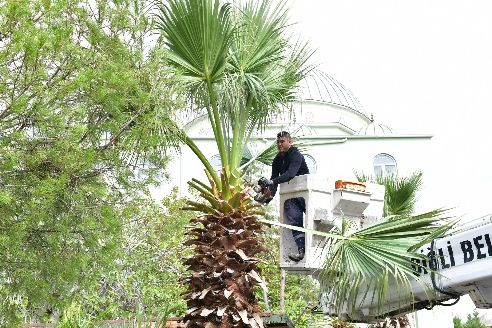 İzmir Çiğli’de sonbahar bakımı