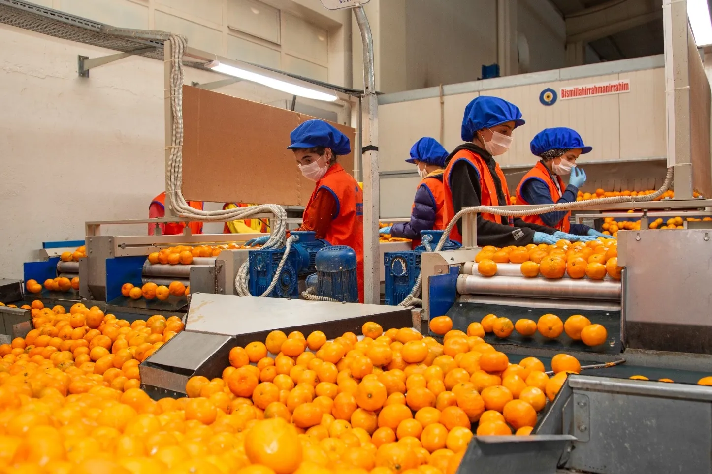 Satsuma mandalinanın yolculuğu 17 Ekim’de başlıyor