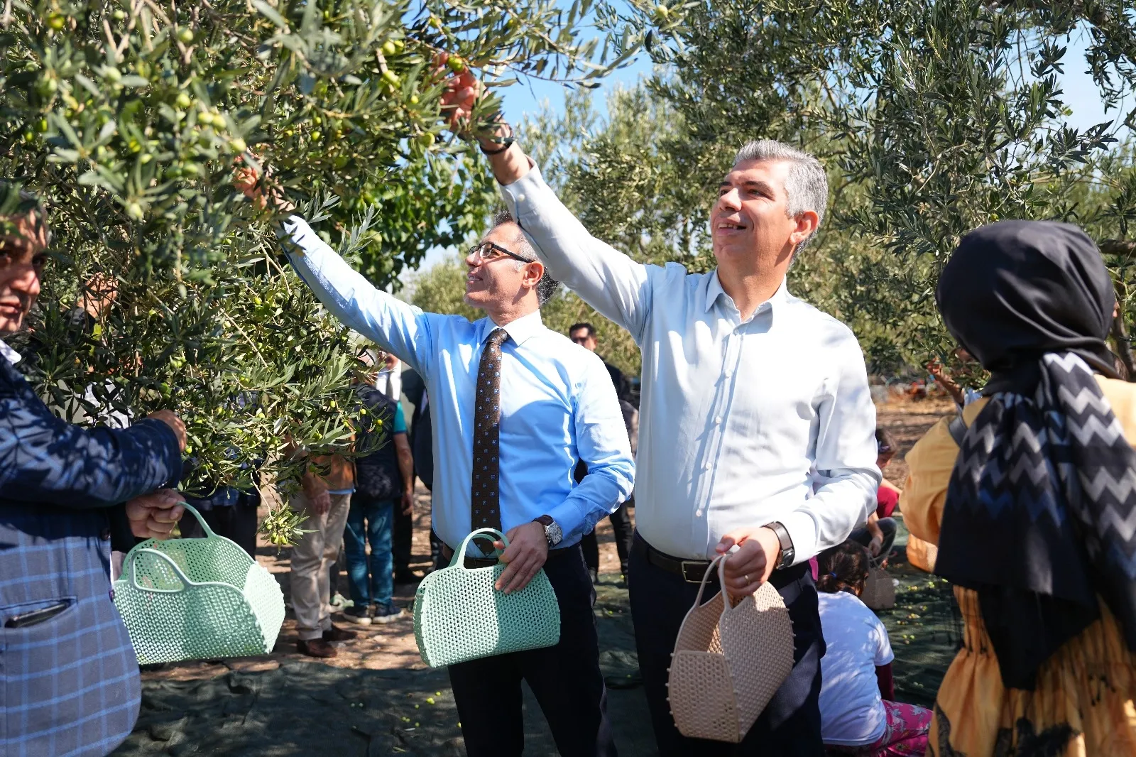 Manisa Soma’da zeytin hasadı şenliği