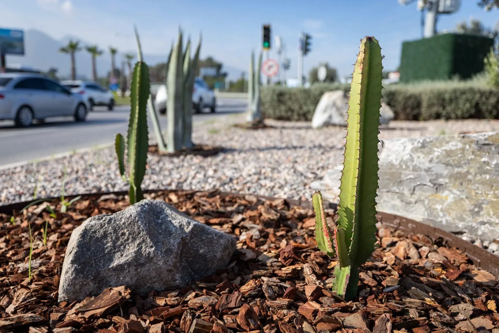 İzmir’in çehresi su tasarruflu bitkilerle güzelleşiyor