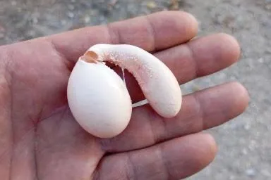 Adıyaman’da tavuğun yumurtası şaşırttı!