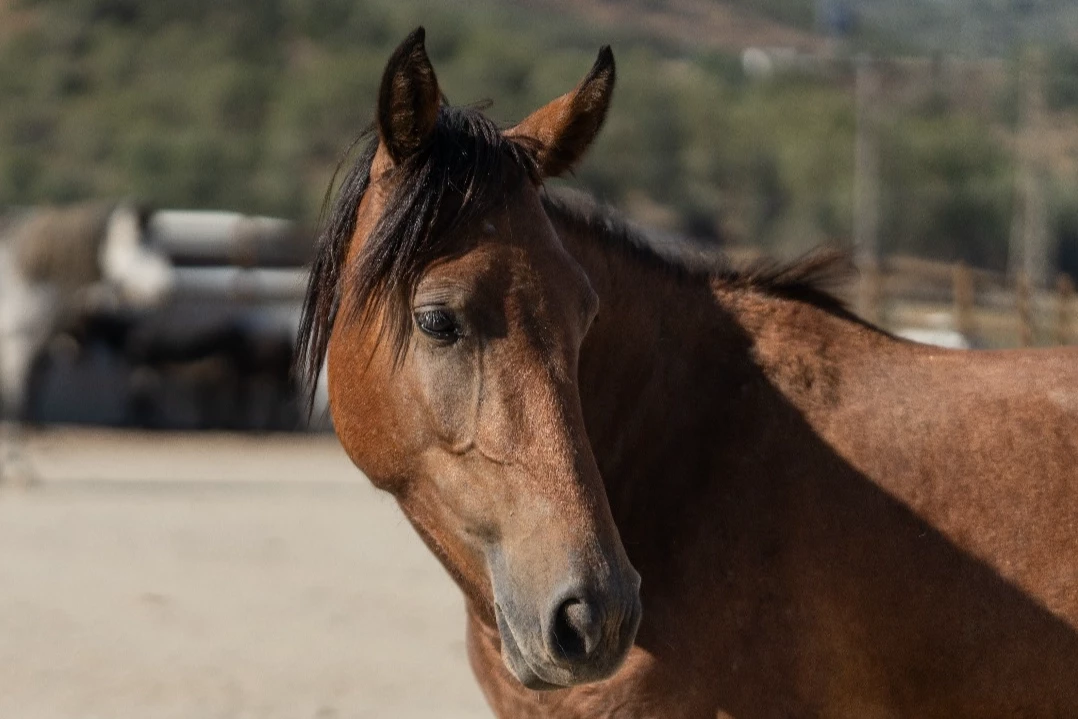 İzmir’de sahipsiz binek hayvanlara yeni bir hayat