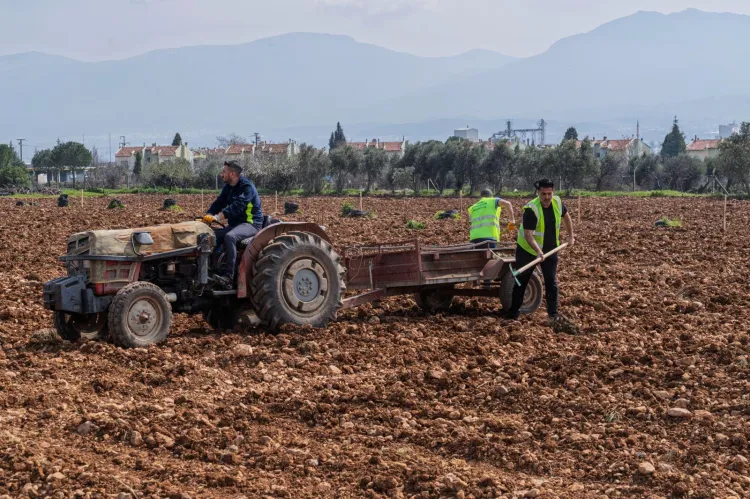 İzmir'de kesilen cevizlerin yerine umut filizlendi
