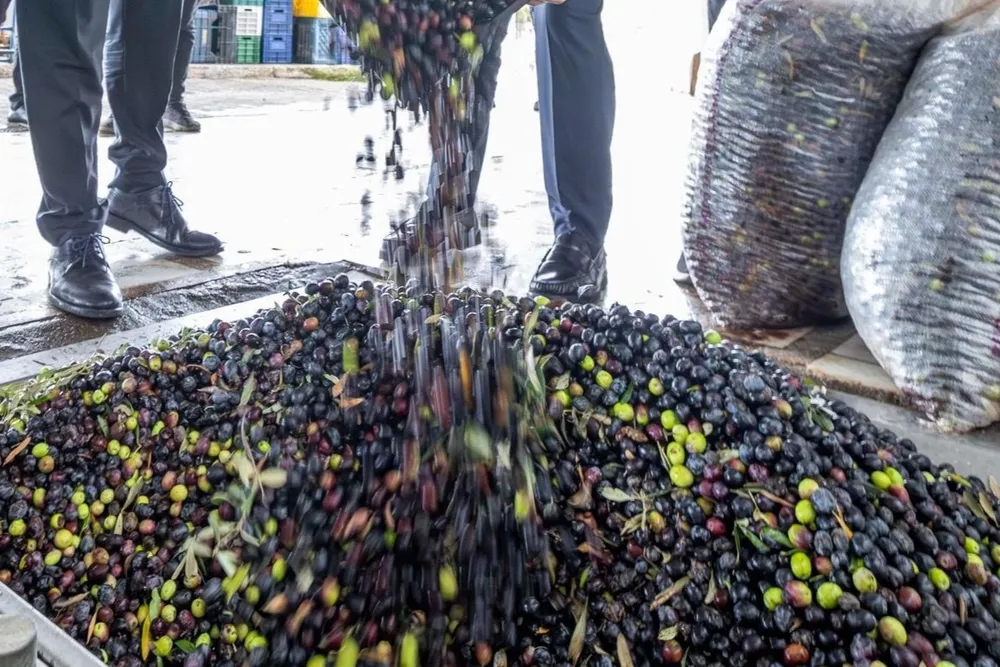 İzmir zeytini için dev adım... Zeytin ve zeytinyağı markalaşma yolunda