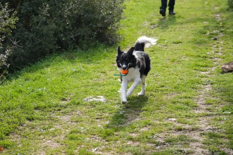 Arama kurtarma köpekleri afetlerin umut ışığı