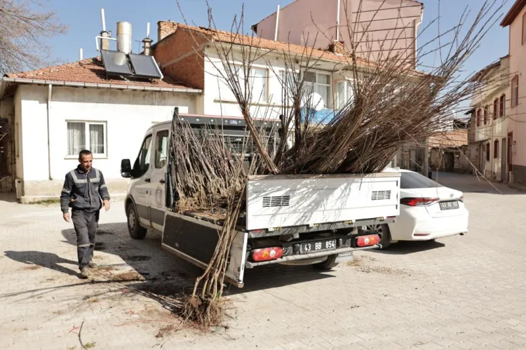 Kütahya’da yerel kiraz türleri toprakla buluşacak
