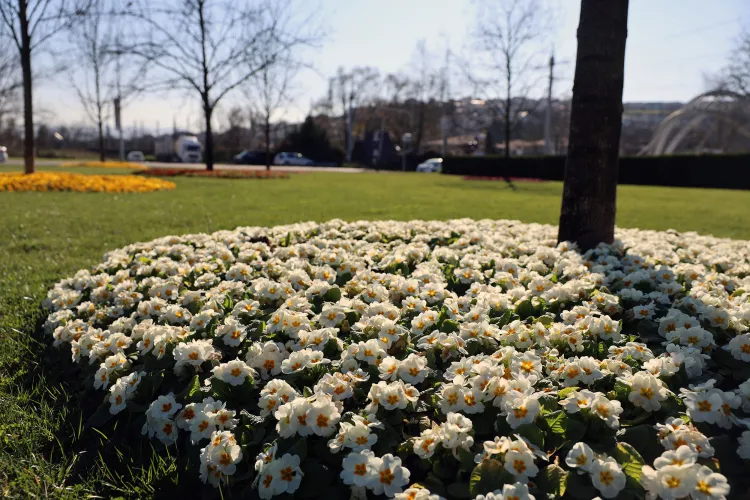 Sakarya bayram için Büyükşehirle çiçek açtı