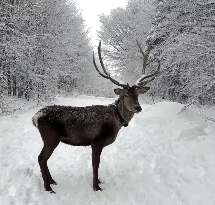 Kocaeli Kuzuyayla’da bayram sevinci karla buluştu