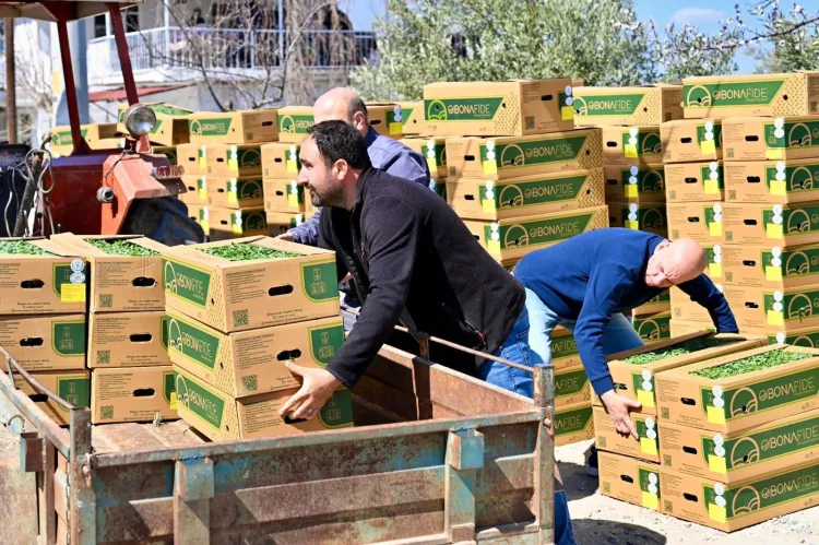 Manisa Gördes’te üreticinin yüzü güldü... Fideler bereketli toprakla buluşuyor