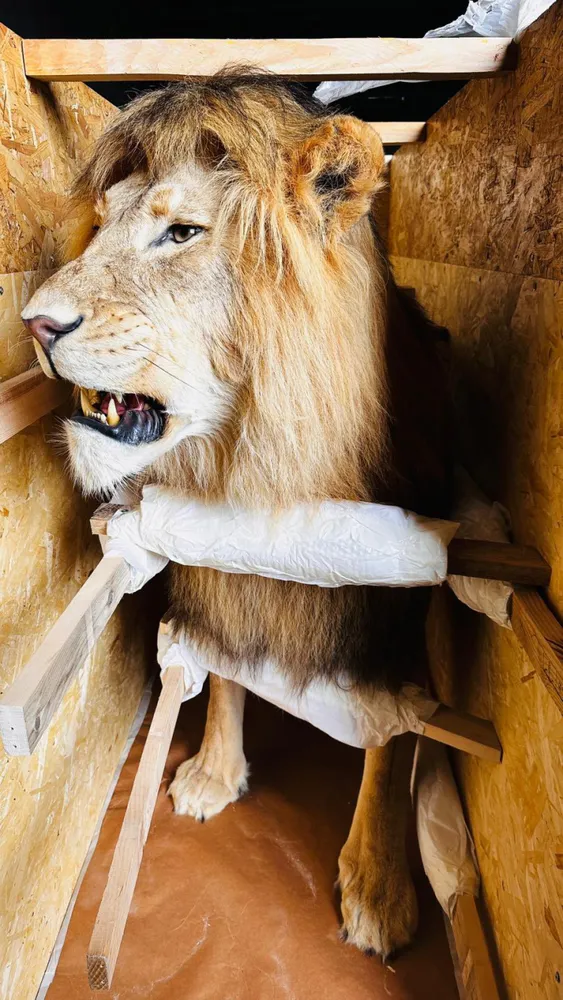 Trabzon'da yaban hayatı kaçakçılığı... 19 kargo ele geçirildi!